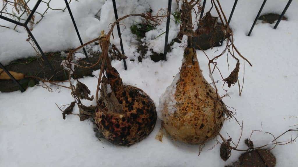 how to dry gourds to make bird houses